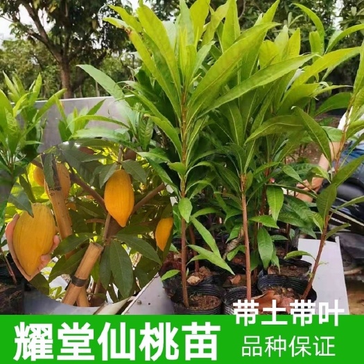 钦州蛋黄果苗耀堂仙桃嫁接苗四季挂果的广西苗圃基地直销盆栽庭院种植