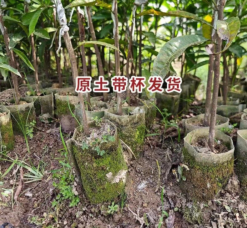 蛋黄果苗耀堂仙桃嫁接苗四季挂果的广西苗圃基地直销盆栽庭院种植