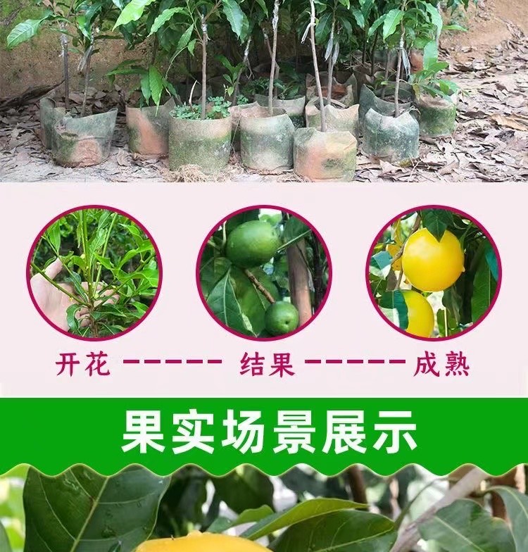 黃晶果苗高端品種冬蜜6號(hào)黃金果嫁接苗四季開花結(jié)果的帶原杯發(fā)貨