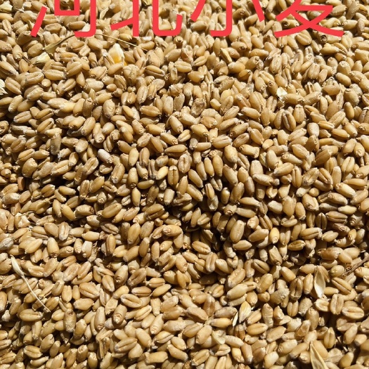 昌黎县小麦