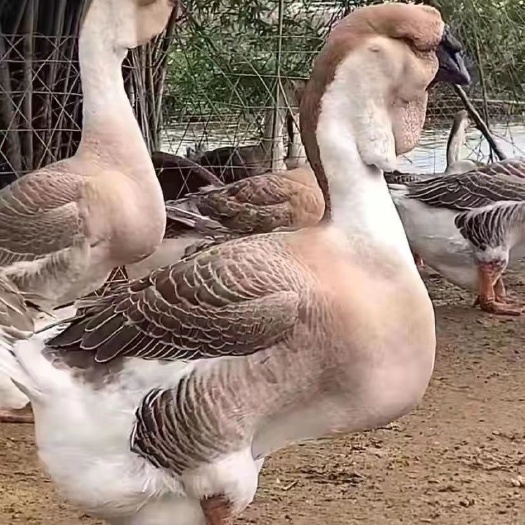 汕头狮头鹅苗纯种狮子头正特大型狮头鹅活苗批发鹅苗原产地澄海