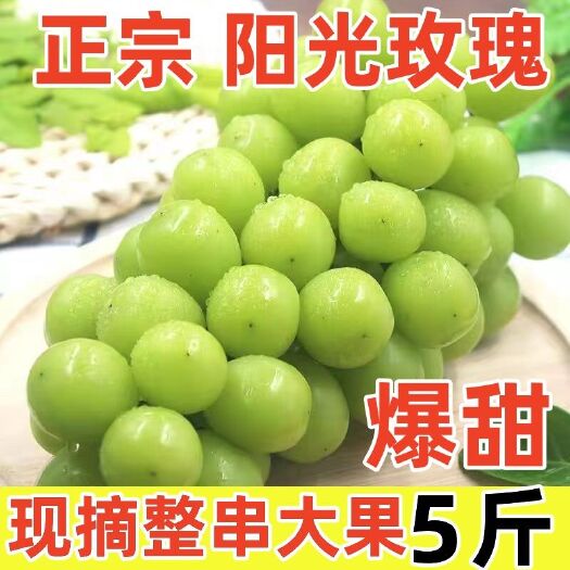 平邑县蓝宝石阳光玫瑰葡萄苗果树苗新品种北方南方种植地盆栽庭院爬藤