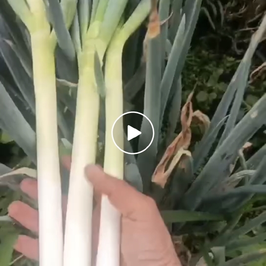 关岭县大葱