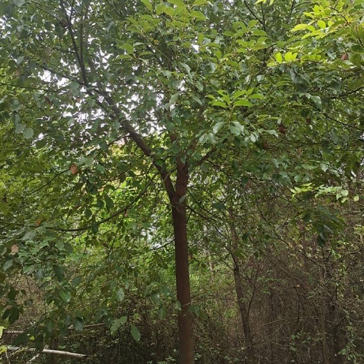 咸宁香樟树，树形优美，价格优惠