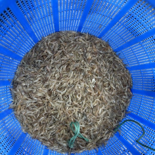 巴马县新鲜河虾米