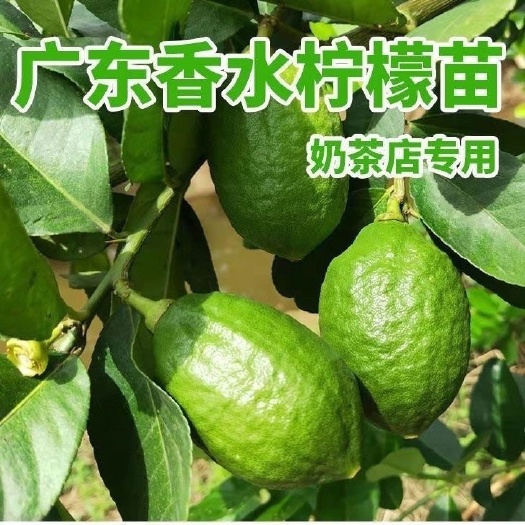 钦州香水柠檬苗无籽广东香水柠檬扦插杯苗品种纯正质量好四季结果包邮