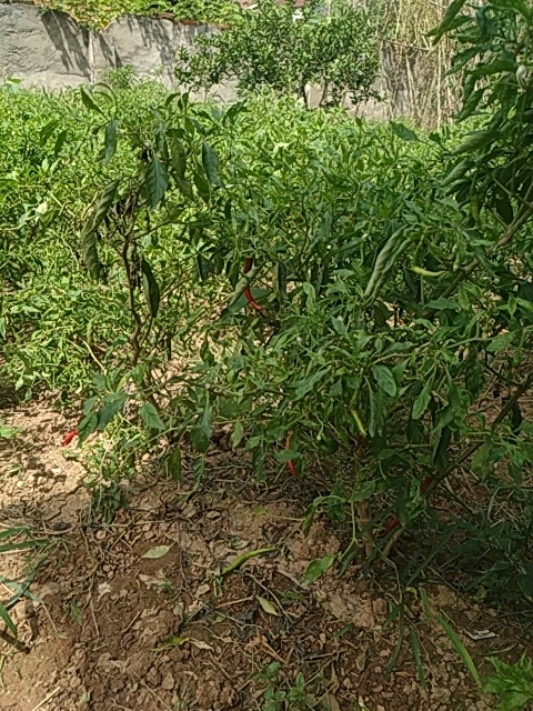 汉寿县辣椒
