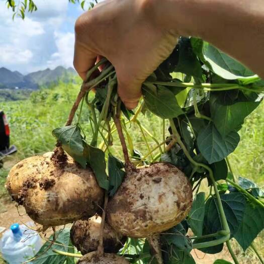 镇宁县凉薯
