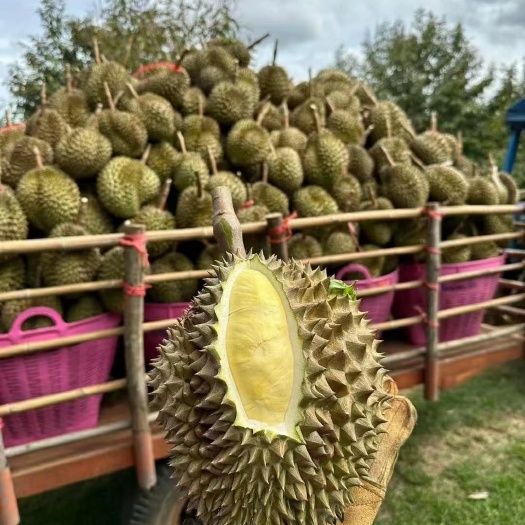 凭祥市越南金枕榴莲
