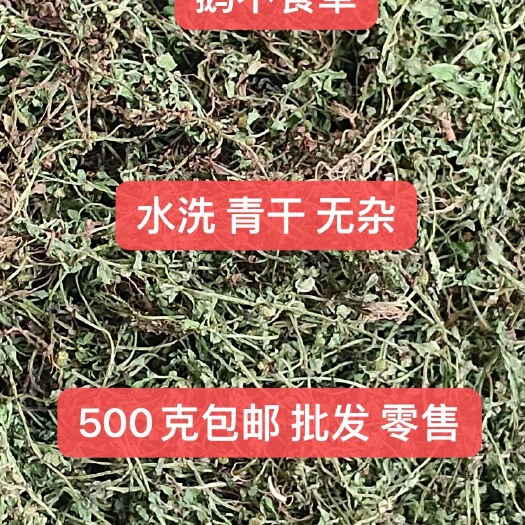 2024年干鹅不食草颜色青无杂