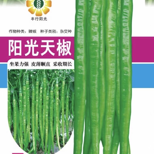 成都薄皮化渣条椒新品种·阳光天椒