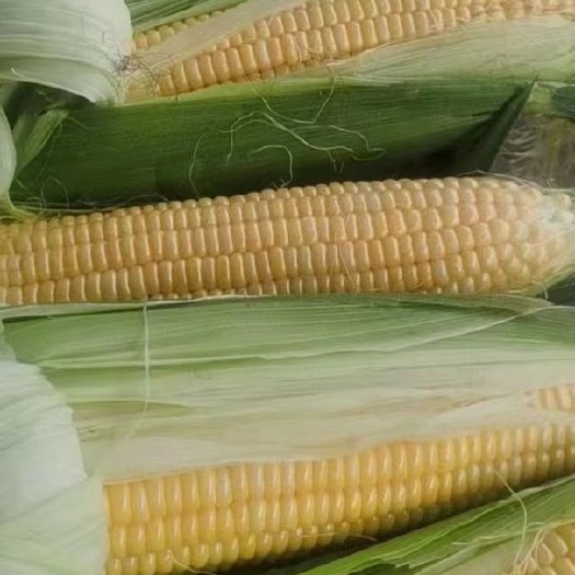 横州市太阳花甜玉米大量上市采购商可以长期合作