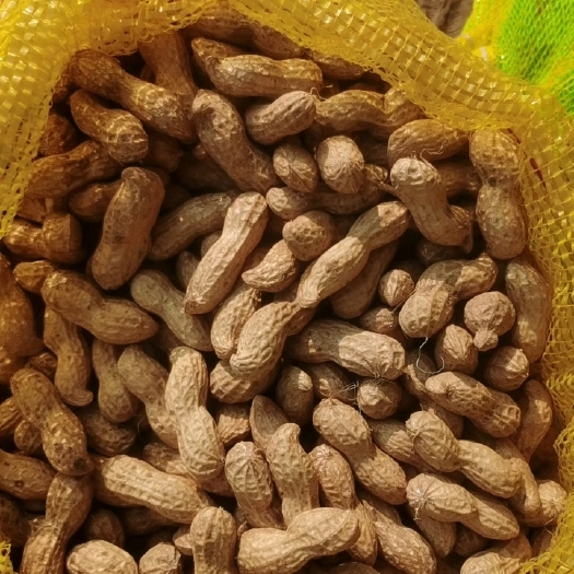 开封鲜花生 大白沙 小白沙  大吨位大量供应 电商 市场 加工厂