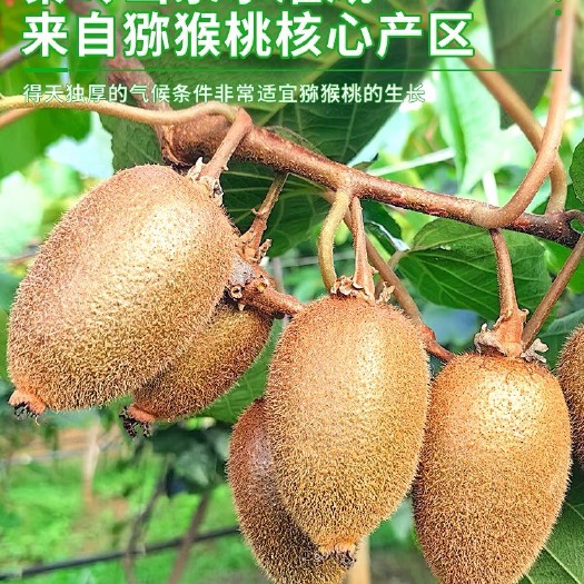 周至县陕西周至翠香猕猴桃批发团购