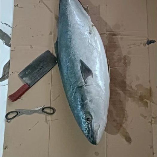 滨州特大黄金鲅鱼深海