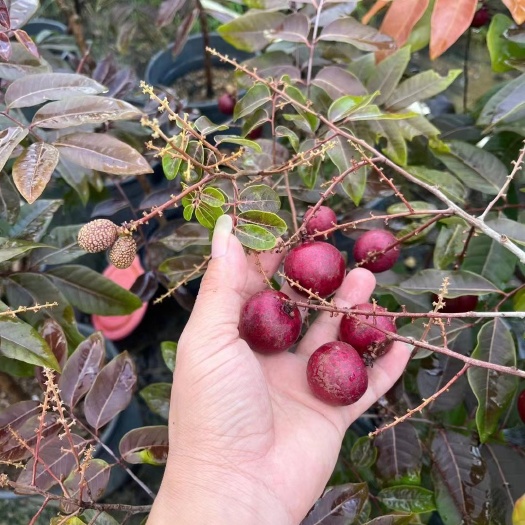 钦州红壳龙眼苗红皮龙眼嫁接苗广西苗圃基地直销带原杯发货南北方种植