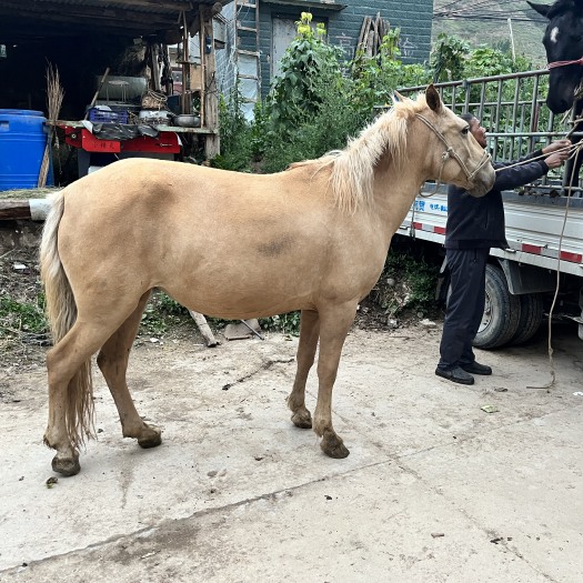 宕昌县马匹交易，各种小马驹，成年马，肉马，骡子，驴