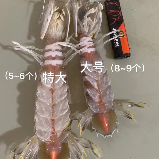 防城港天然海捕皮皮虾