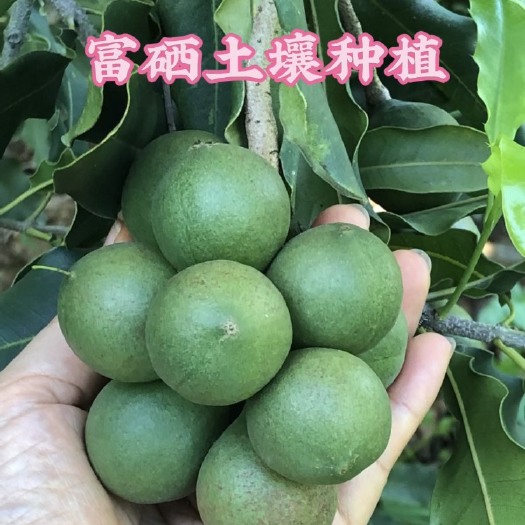 江门夏威夷果新鲜上市