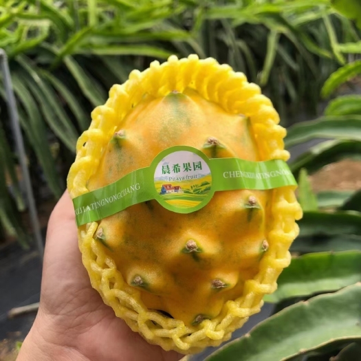 柳州厄瓜多尔麒麟果又称燕窝果，常年稳定供应！只做纯甜口感好果！
