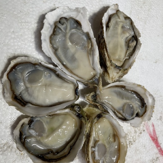 佛山精品  乳山 福建 三倍体 薄壳，实肉，有只数包肥