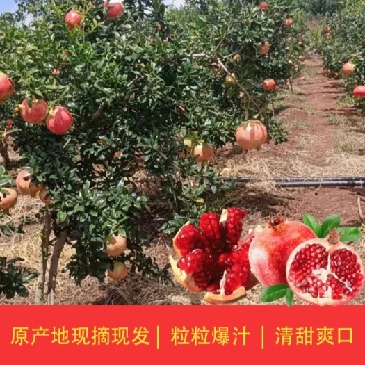 会理市会理突尼斯软籽石榴，色泽鲜美粒粒爆汁，清甜多汁