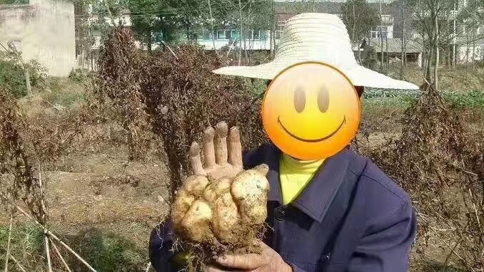 蕲春县湖北黄冈蕲春大别山佛手山药