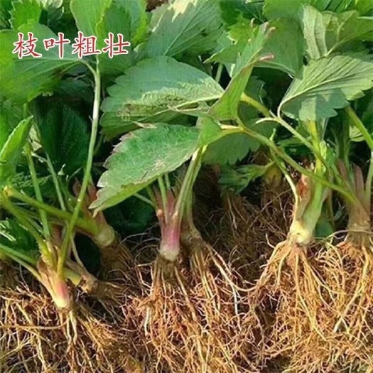 平邑县四季奶油草莓苗盆栽露天食用草莓种苗南北方当年结果纯甜接果大
