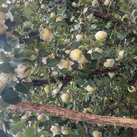 丰县翠玉梨