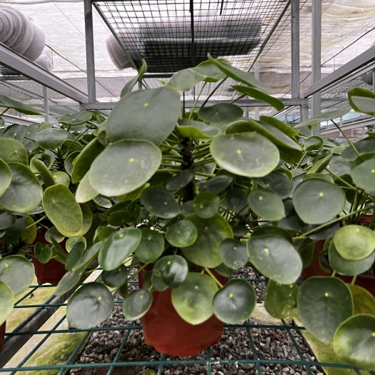 成都镜面草盆栽