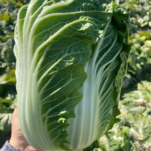 蔚县旱地大白菜，甘蓝