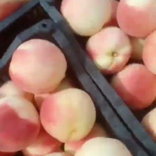 大城县秋彤桃