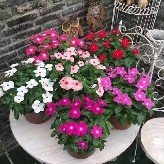 嘉善县长春花