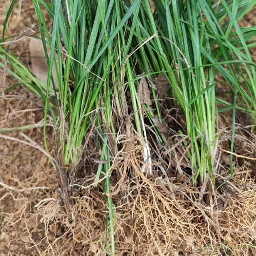北京基地销售麦冬草