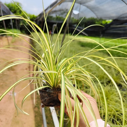 漳浦县金叶苔草    黄色苔草  苔草