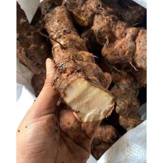 阳西县土茯苓现货真实长期有货白肉中大土三两以上
