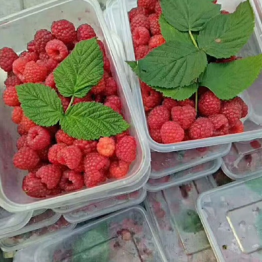 鸡西树莓