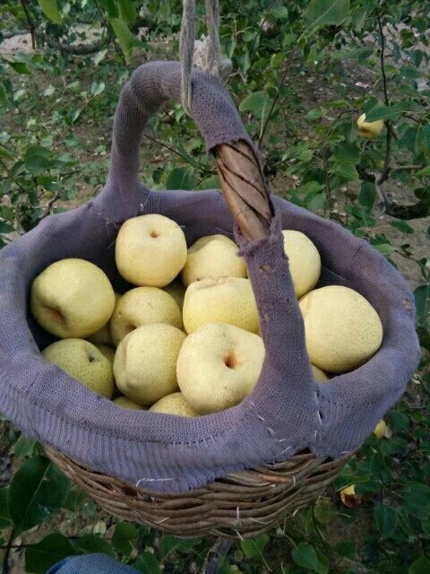 〈镇店之宝〉砀山百年老树酥梨现摘水果5斤全国包邮