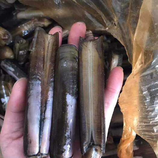 东兴市17-20头圣子'