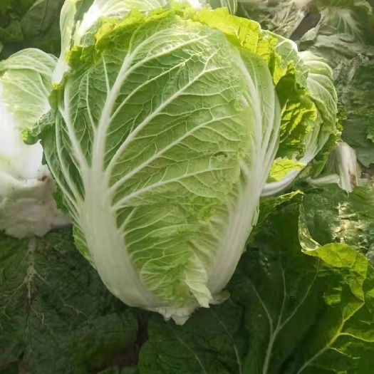 肇州县东北黄心白菜、
