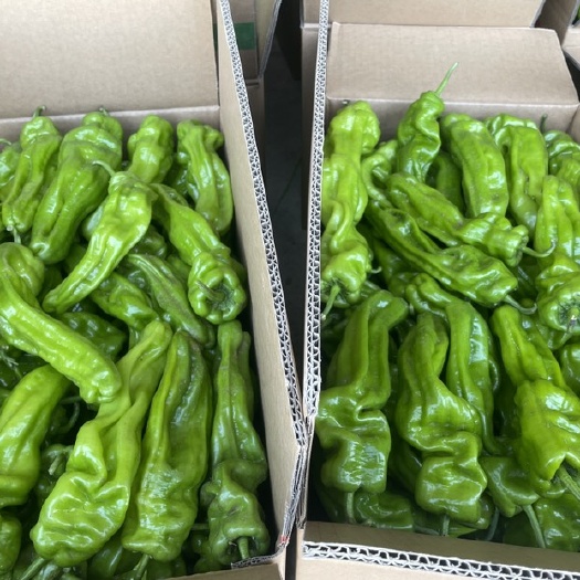 怀安县芜湖辣，精品薄皮辣椒，质量保证，大量有货，产地直销。