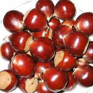 新鲜锥栗建瓯锥栗