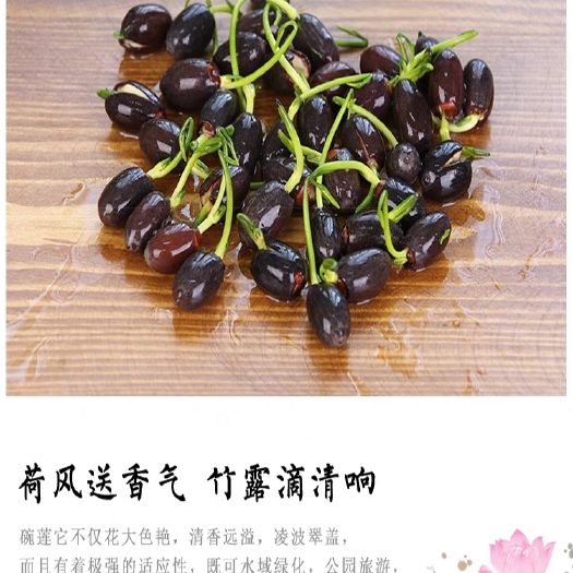 罗山县睡莲