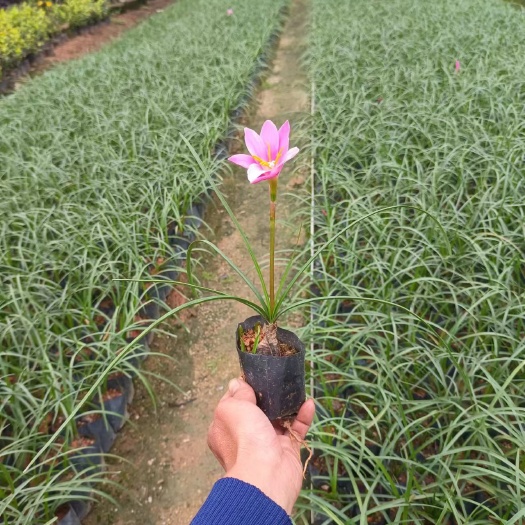 揭阳葱兰