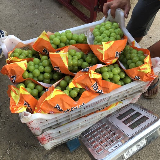 鲁山精品阳光玫瑰
