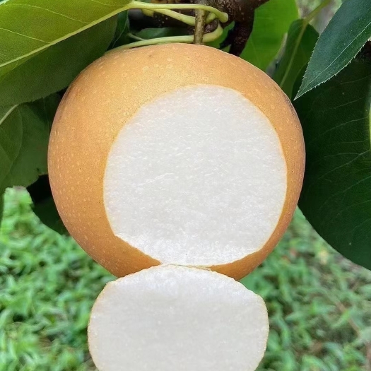 冠县精品果秋月梨