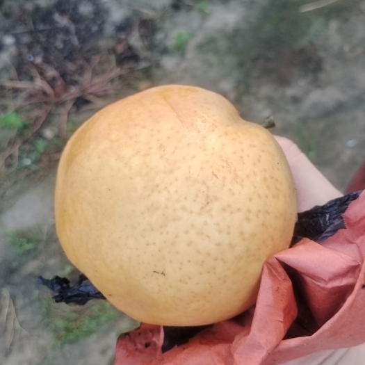 中牟县晚秋黄梨需要的