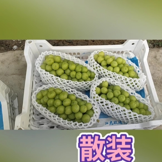 阳信县大量精品阳光玫瑰。千亩阳光玫瑰大量批发