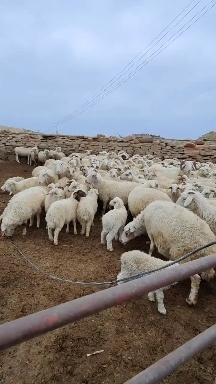 皋兰县自家放养羊，绿色安全，肉质好，无饲料喂养，放养溜达羊