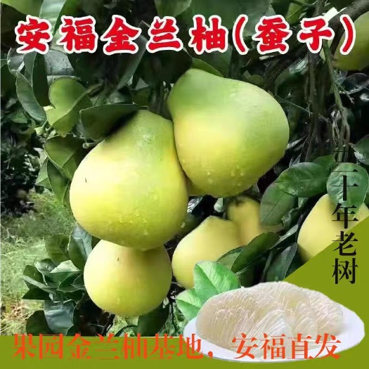 安福县安福蚕子金兰柚江西小柚子井冈蜜柚安江冰糖柚新鲜包邮非红心沙田